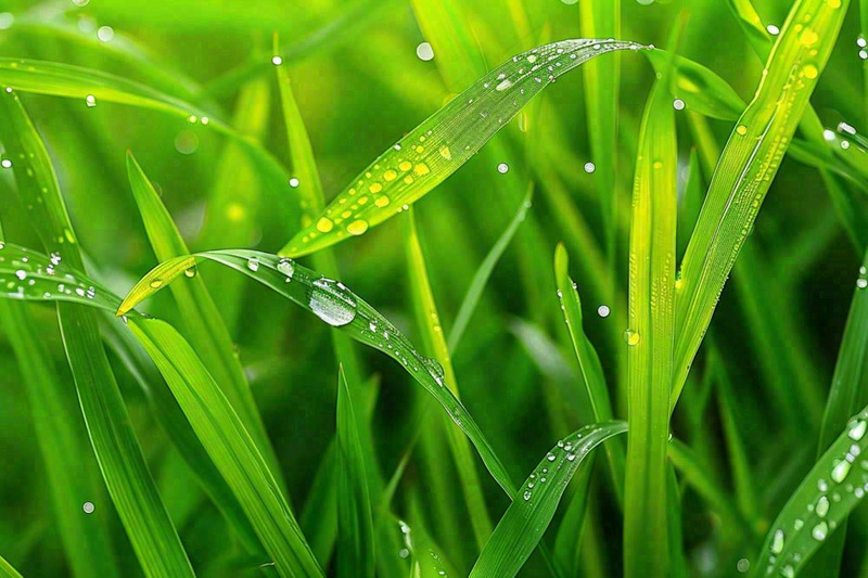 春天绿草丛清晨露珠雨水谷雨摄影图(1344x896)