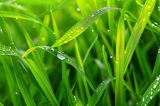 春天绿草丛清晨露珠雨水谷雨摄影图