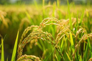 水稻农田种植粮食稻穗摄影图