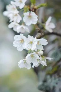 春日樱花花朵摄影图
