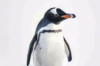 冰雪天地的企鹅寒冷动物摄影图