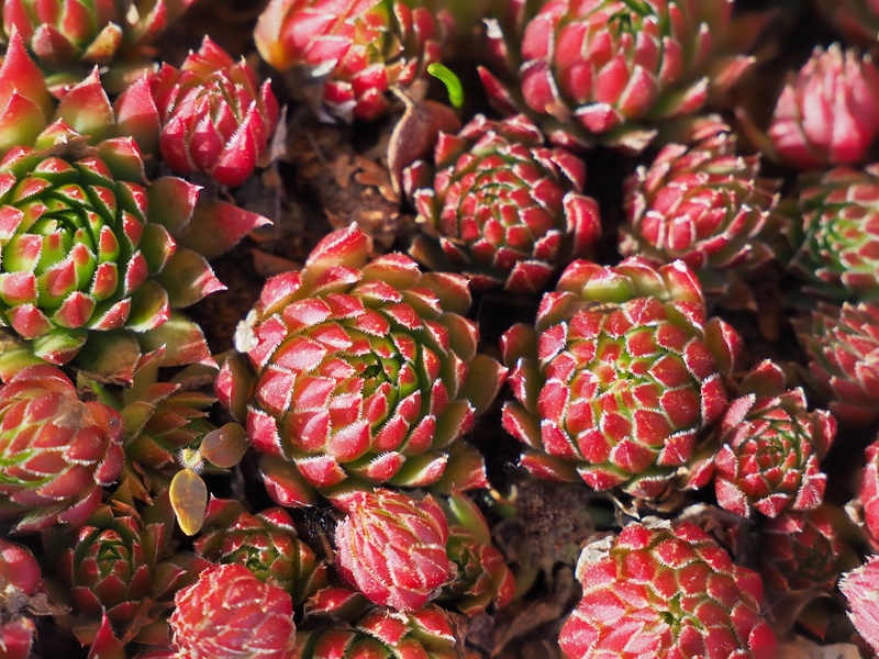 红色多肉植物成片实拍