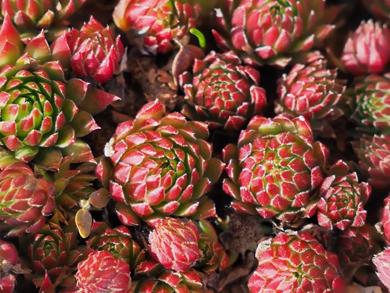 红色多肉植物成片实拍