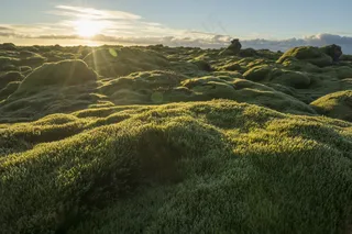  青苔山丘图片