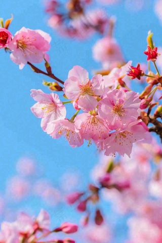 春天樱花盛开粉色浪漫唯美立春春分惊蛰摄影图