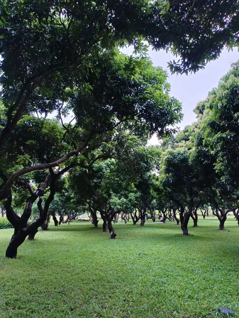 草坪和树林