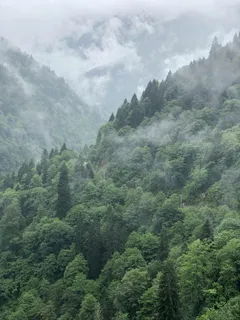 云雾缭绕的山谷森林 云雾缭绕的山谷森林