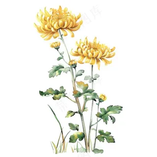 菊花水墨画中国风手绘清明重阳插画免抠