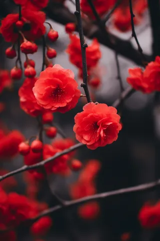 鲜红的花朵鲜艳美丽黑暗背景摄影图