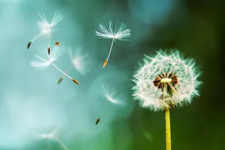 蒲公英植物春天摄影图