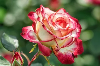 玫瑰花鲜花花朵摄影图