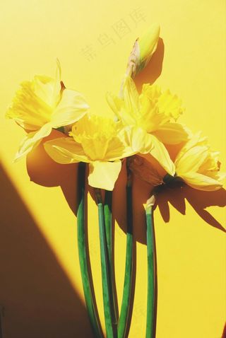 阳光下的黄色水仙花