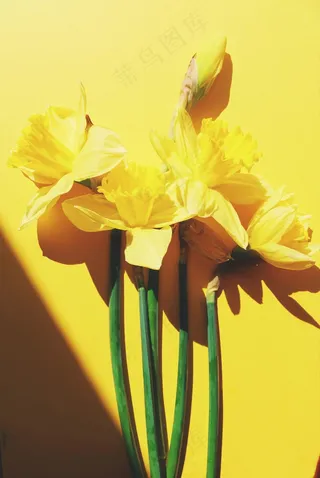 阳光下的黄色水仙花