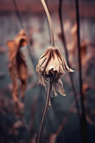 秋冬干枯的荷叶池塘枯叶枯黄摄影图