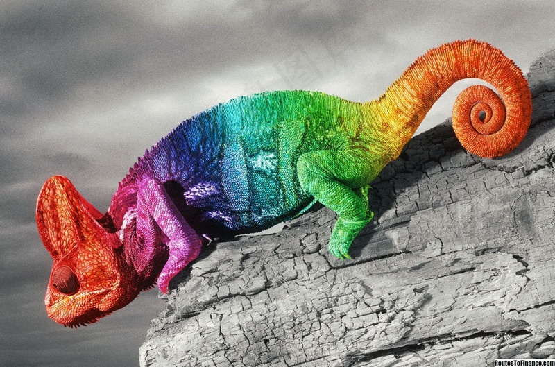 变色龙、爬行动物摄影图片