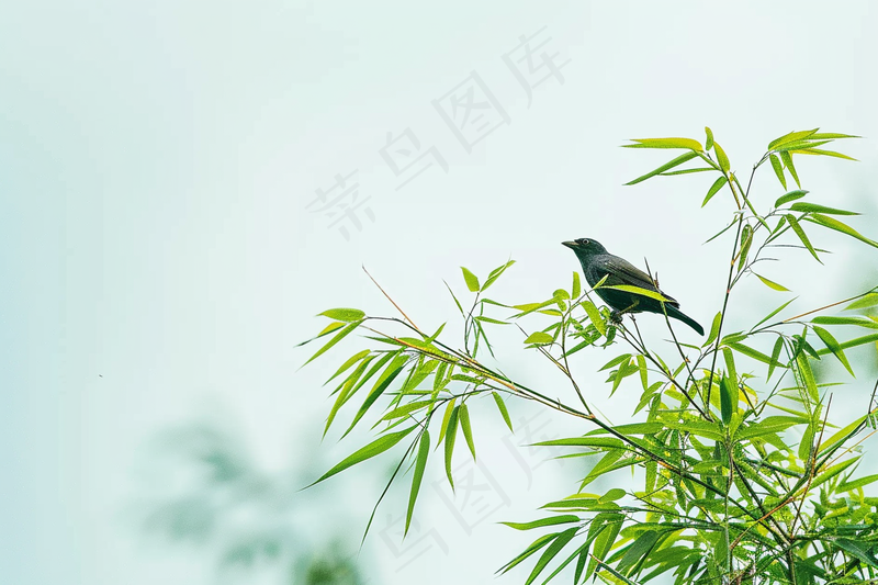 绿色竹叶上的小鸟竹林摄影图