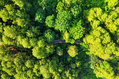 翠绿森林中的孤独小路 翠绿森林中的孤独小路