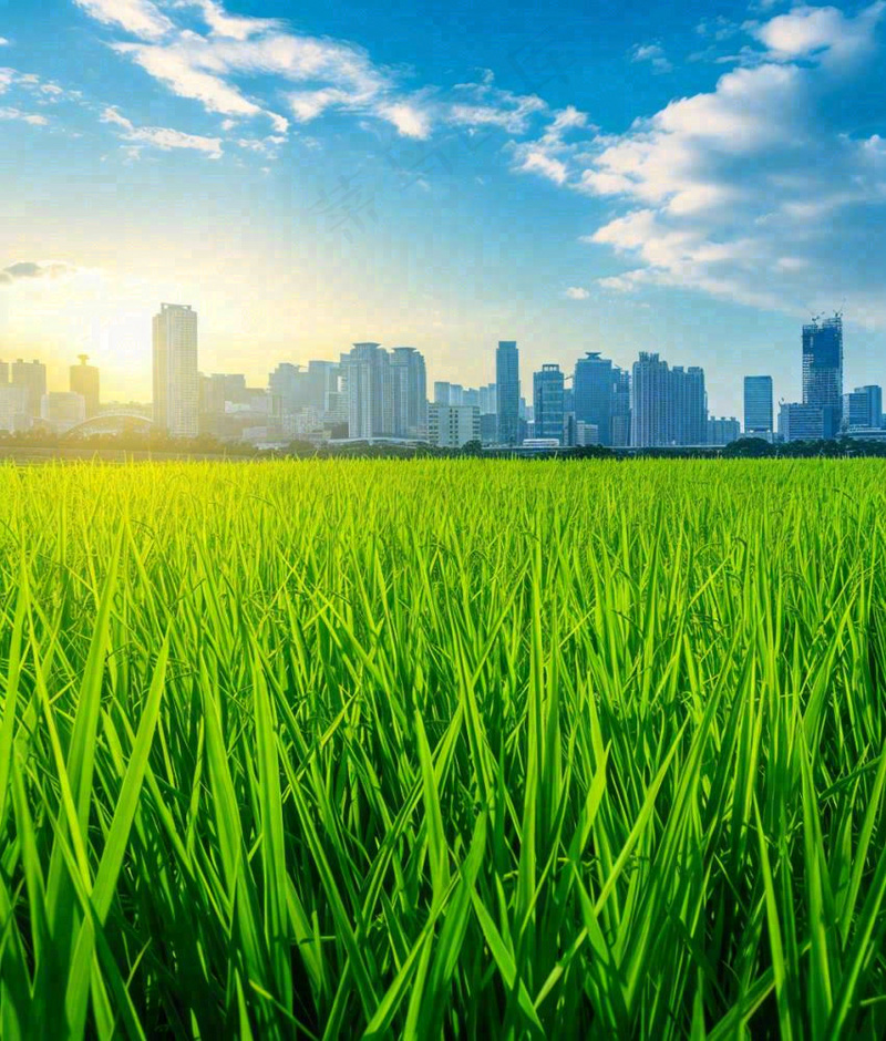 水稻农田生长远处城市落日余晖小满芒种摄影图