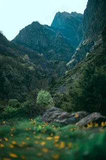 山谷中的春天 山谷中的春天