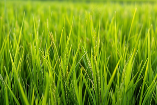 小麦绿色麦穗小满芒种粮食丰收摄影图