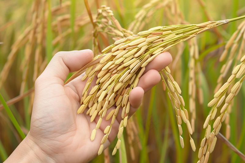 a person holding a stalk of rice in their hand, a digital rendering by Joseph Werner, pixabay, conceptual art, harvest, strong grain, high grain (4032x2688)