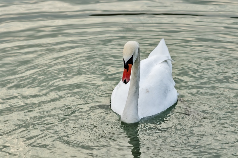 湖水上的白色天鹅实拍