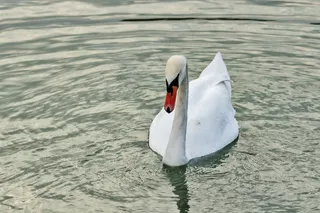 湖水上的白色天鹅实拍