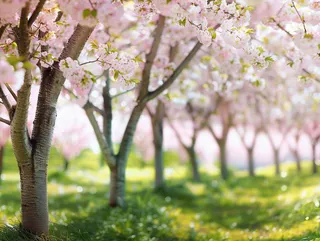 春日樱花花朵摄影图