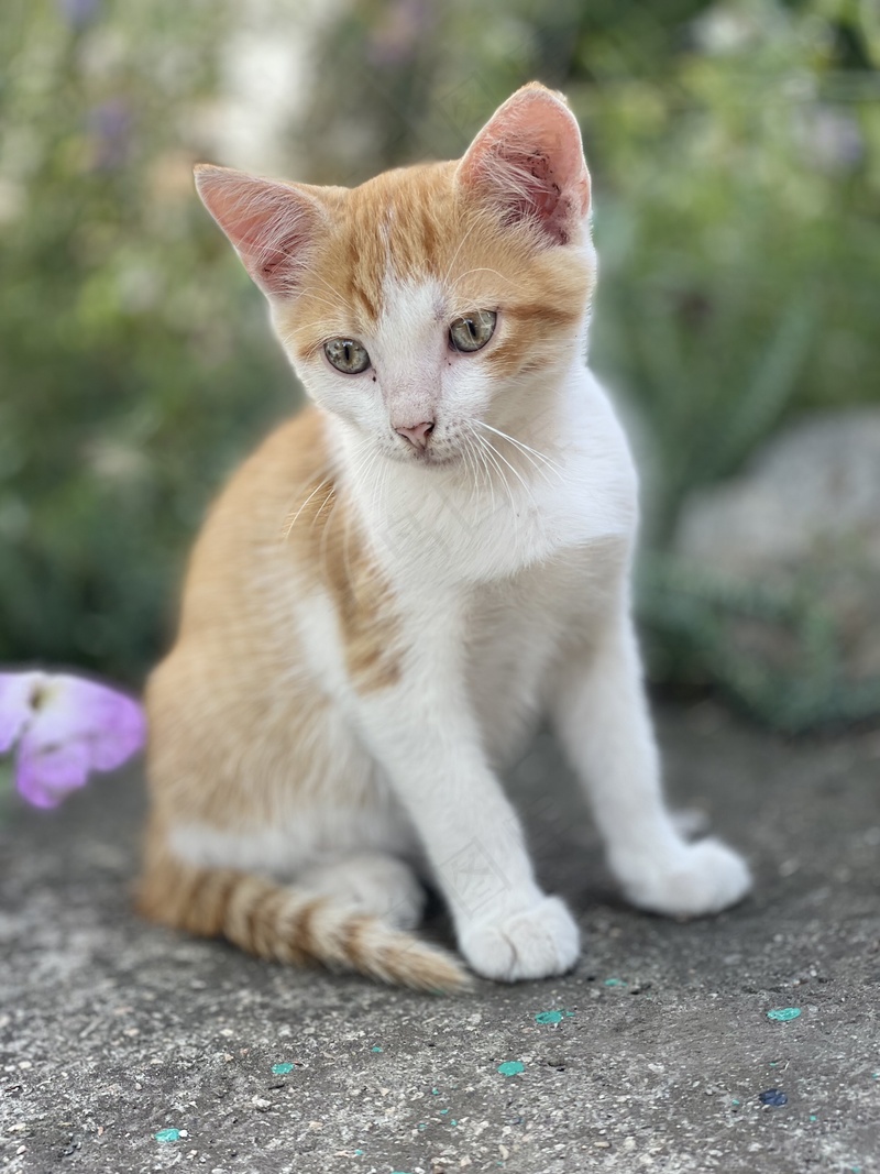 户外橘猫猫咪