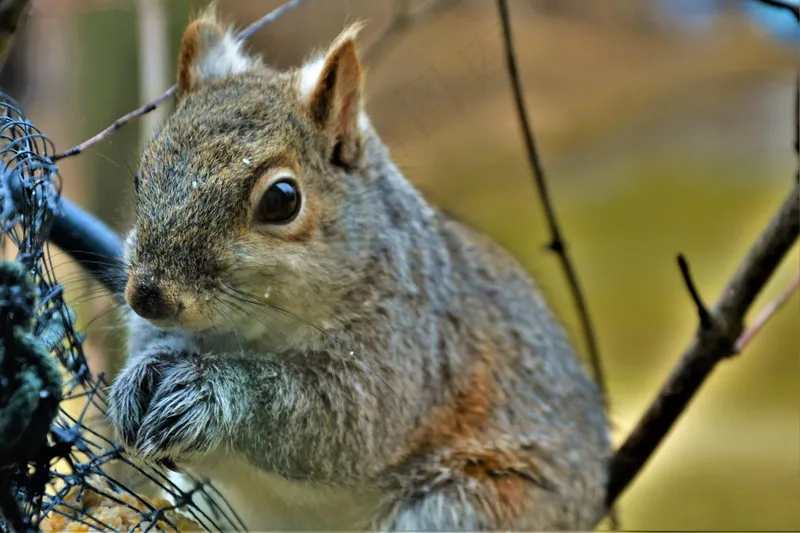 户外可爱松鼠动物