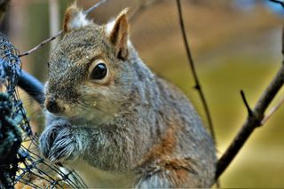 户外可爱松鼠动物
