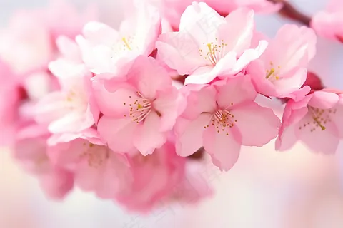 春日樱花粉色花朵树枝摄影图