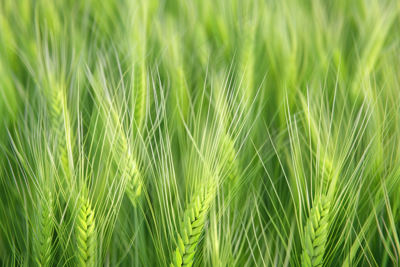 绿色小麦麦穗小满芒种摄影图