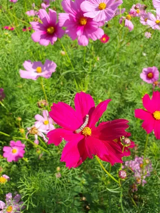 花园植物红色花朵盛开2
