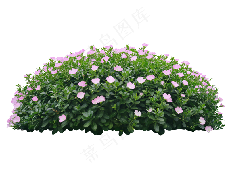 免抠开花灌木