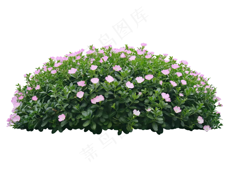 免抠开花灌木