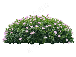 免抠开花灌木