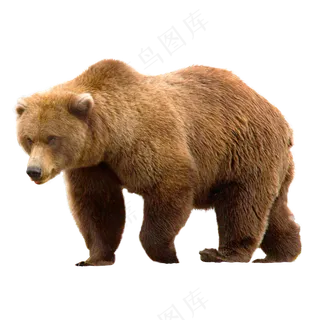 一只行走的棕色大熊