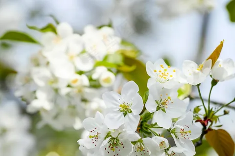 春日樱花花朵摄影图
