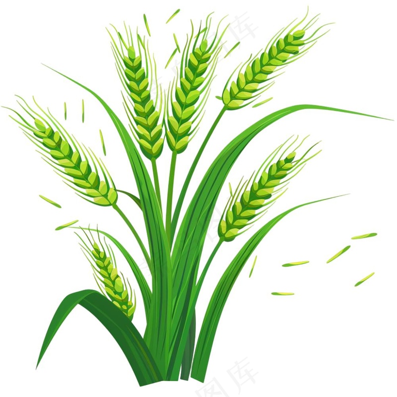 绿色小麦麦穗芒种小满卡通插画免抠