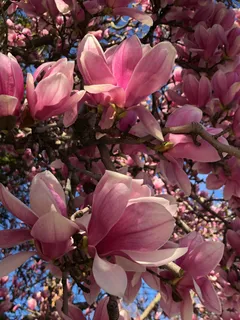 户外玉兰花花朵 户外玉兰花花朵