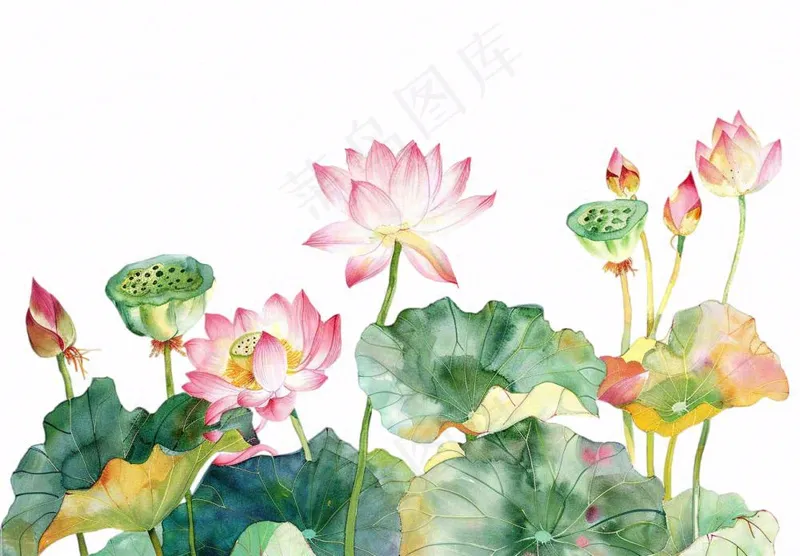 夏天荷花荷叶国风水彩画免抠(1312x912)