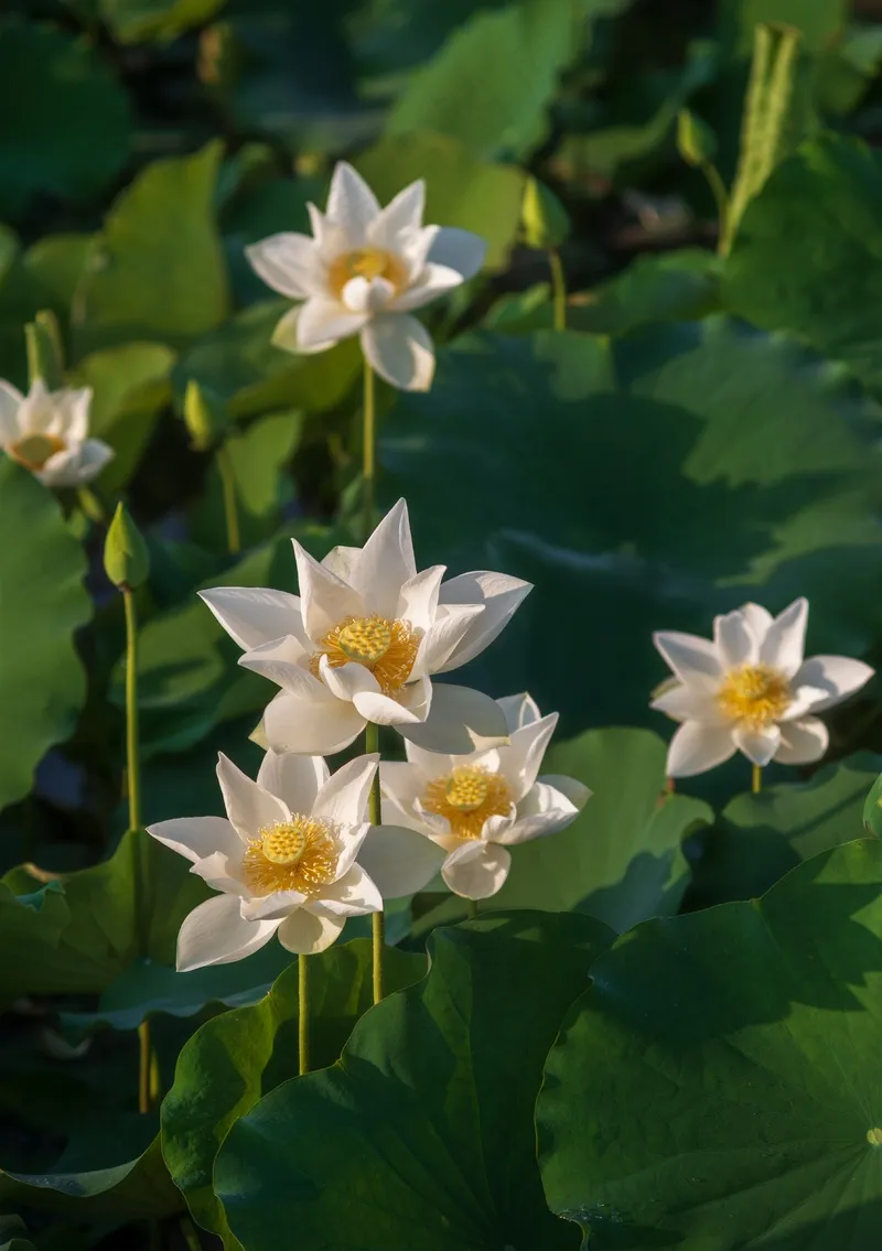 池塘中的白色莲花植物