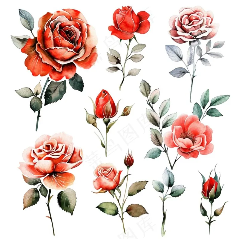 玫瑰花植物花朵水彩插画免抠(1024x1024)