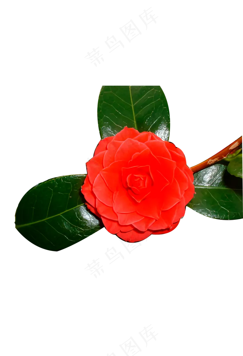红色山茶花 免抠