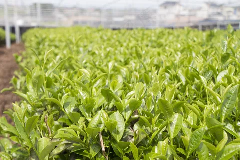 户外茶叶茶园 户外茶叶茶园