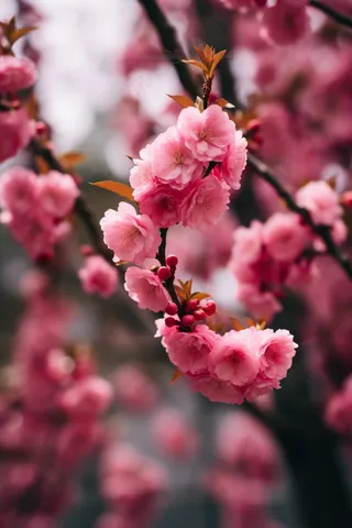 春天粉色樱花树枝摄影图