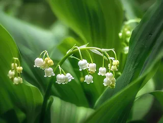 铃兰花植物花朵摄影图