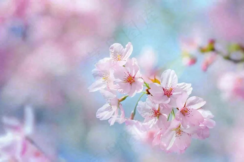 春天粉色樱花唯美风景春分立春惊蛰摄影图(1344x896)
