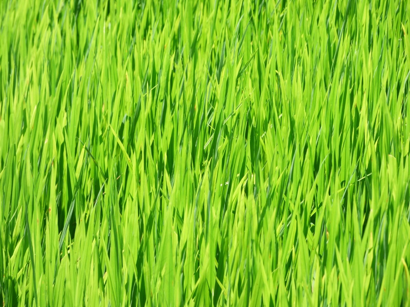 稻田稻穗图片